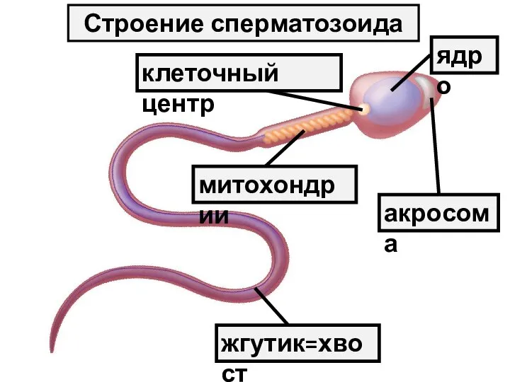 ядро акросома клеточный центр митохондрии жгутик=хвост Строение сперматозоида