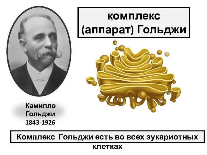 Камилло Гольджи 1843-1926 комплекс (аппарат) Гольджи Комплекс Гольджи есть во всех эукариотных клетках ?