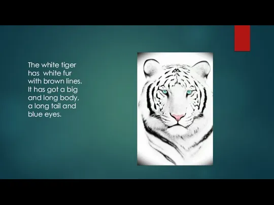 The white tiger has white fur with brown lines. It has got