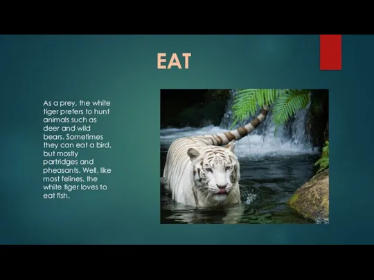 EAT As a prey, the white tiger prefers to hunt animals such
