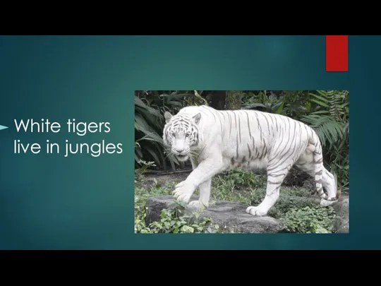 White tigers live in jungles