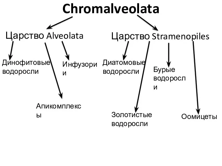 Chromalveolata Царство Alveolata Царство Stramenopiles Динофитовые водоросли Апикомплексы Инфузории Диатомовые водоросли Золотистые водоросли Бурые водоросли Оомицеты