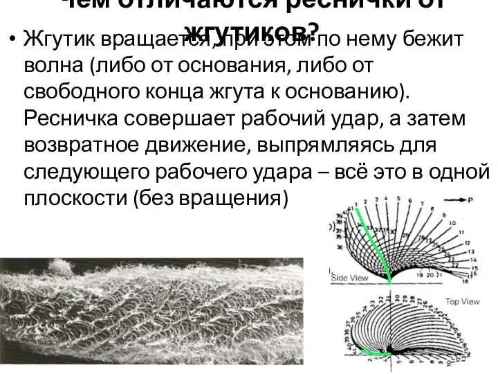 Чем отличаются реснички от жгутиков? Жгутик вращается, при этом по нему бежит