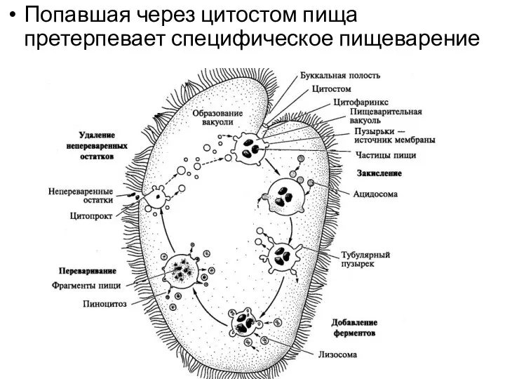 Попавшая через цитостом пища претерпевает специфическое пищеварение