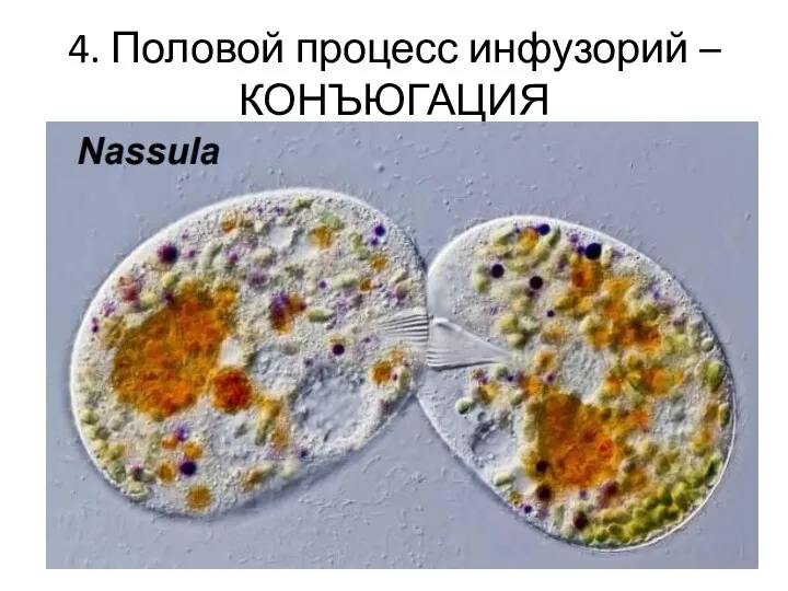 4. Половой процесс инфузорий – КОНЪЮГАЦИЯ