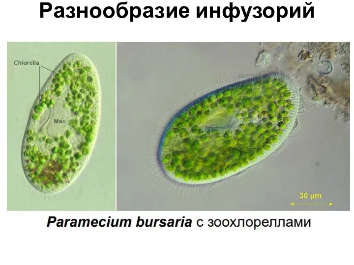 Разнообразие инфузорий