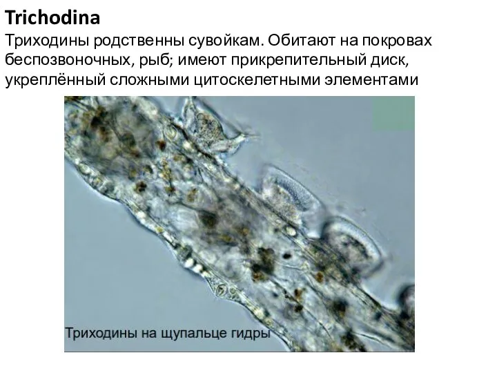 Trichodina Триходины родственны сувойкам. Обитают на покровах беспозвоночных, рыб; имеют прикрепительный диск, укреплённый сложными цитоскелетными элементами