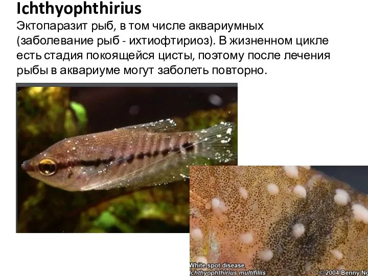 Ichthyophthirius Эктопаразит рыб, в том числе аквариумных (заболевание рыб - ихтиофтириоз). В