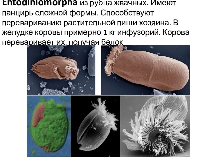 Entodiniomorpha из рубца жвачных. Имеют панцирь сложной формы. Способствуют перевариванию растительной пищи