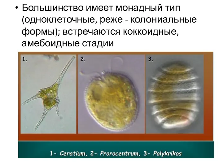 Большинство имеет монадный тип (одноклеточные, реже - колониальные формы); встречаются коккоидные, амебоидные стадии