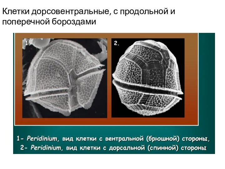 Клетки дорсовентральные, с продольной и поперечной бороздами