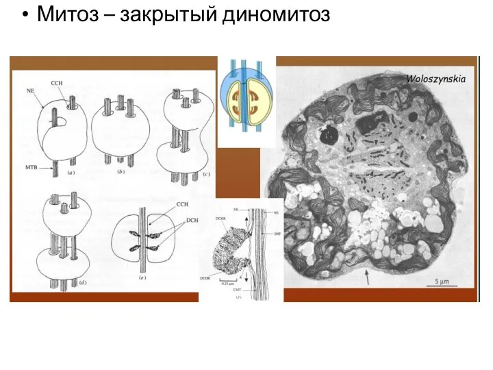 Митоз – закрытый диномитоз