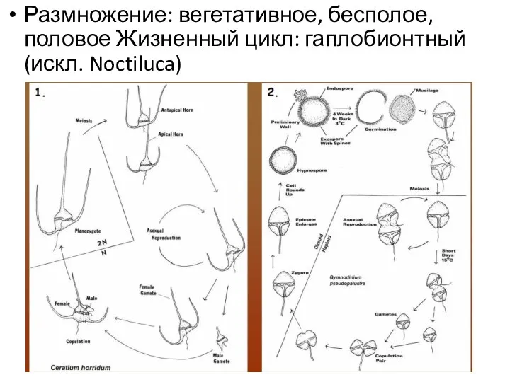 Размножение: вегетативное, бесполое, половое Жизненный цикл: гаплобионтный (искл. Noctiluca)