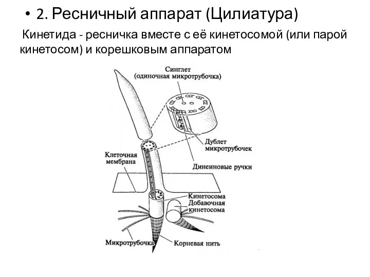 2. Ресничный аппарат (Цилиатура) Кинетида - ресничка вместе с её кинетосомой (или