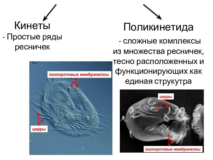 Кинеты - Простые ряды ресничек Поликинетида - сложные комплексы из множества ресничек,