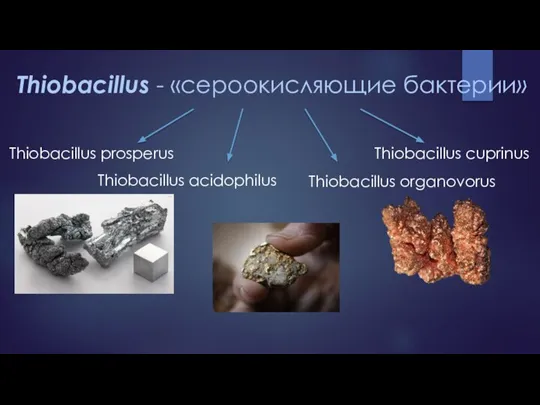 Thiobacillus - «сероокисляющие бактерии» Thiobacillus prosperus Thiobacillus acidophilus Thiobacillus organovorus Thiobacillus cuprinus