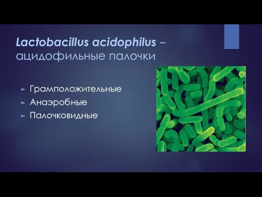 Lactobacillus acidophilus – ацидофильные палочки Грамположительные Анаэробные Палочковидные