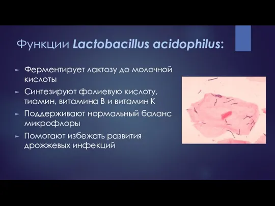 Функции Lactobacillus acidophilus: Ферментирует лактозу до молочной кислоты Синтезируют фолиевую кислоту, тиамин,