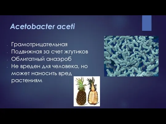 Acetobacter aceti Грамотрицательная Подвижная за счет жгутиков Облигатный анаэроб Не вреден для