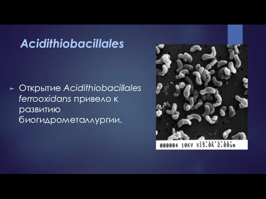 Acidithiobacillales Открытие Acidithiobacillales ferrooxidans привело к развитию биогидрометаллургии.