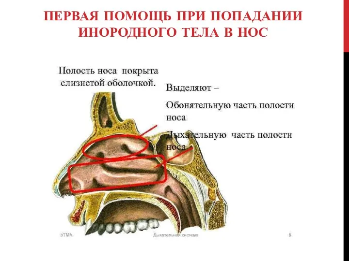 ПЕРВАЯ ПОМОЩЬ ПРИ ПОПАДАНИИ ИНОРОДНОГО ТЕЛА В НОС