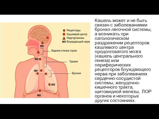 Кашель может и не быть связан с заболеваниями бронхо-легочной системы, а возникать