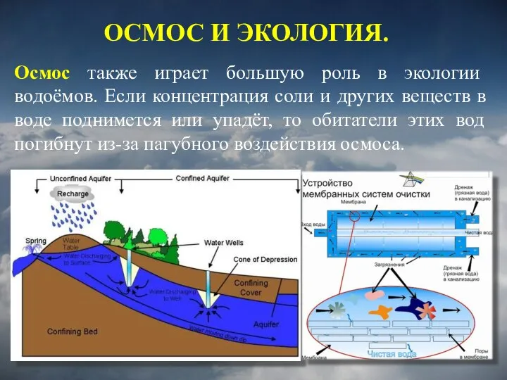 Осмос также играет большую роль в экологии водоёмов. Если концентрация соли и