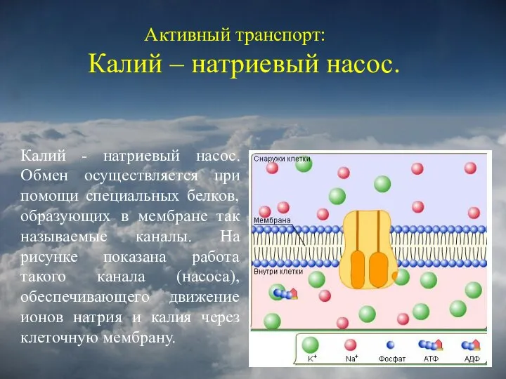 Активный транспорт: Калий – натриевый насос. Калий - натриевый насос. Обмен осуществляется