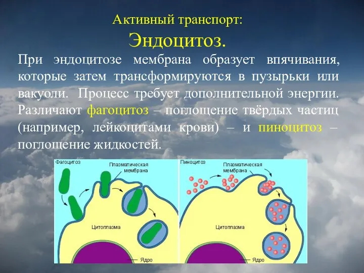 Активный транспорт: Эндоцитоз. При эндоцитозе мембрана образует впячивания, которые затем трансформируются в