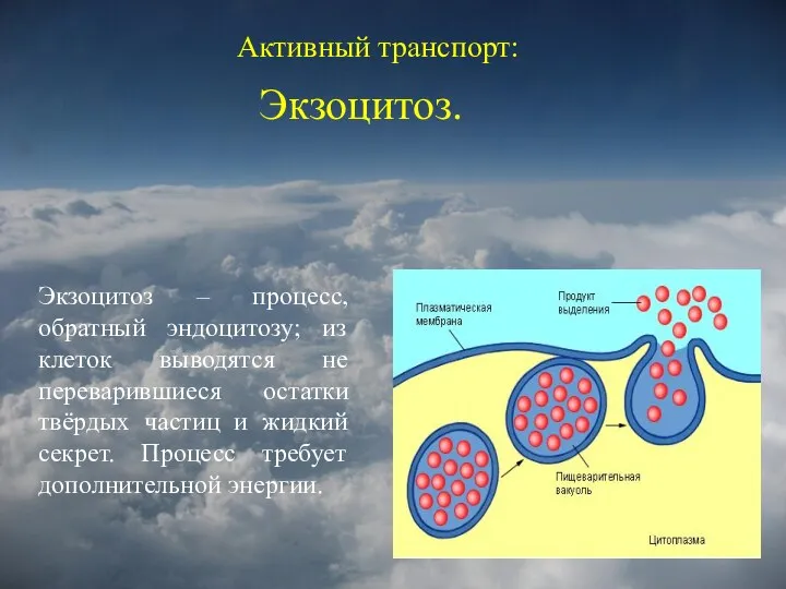 Активный транспорт: Экзоцитоз. Экзоцитоз – процесс, обратный эндоцитозу; из клеток выводятся не