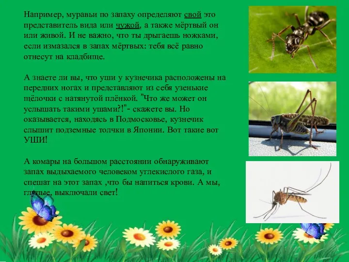 Например, муравьи по запаху определяют свой это представитель вида или чужой, а