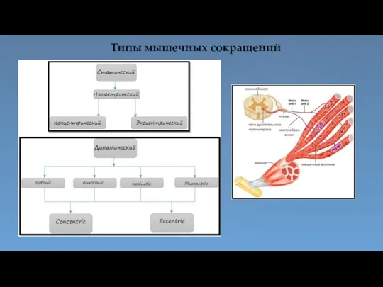 Типы мышечных сокращений