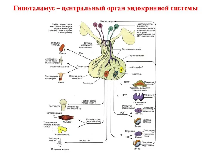 Гипоталамус – центральный орган эндокринной системы