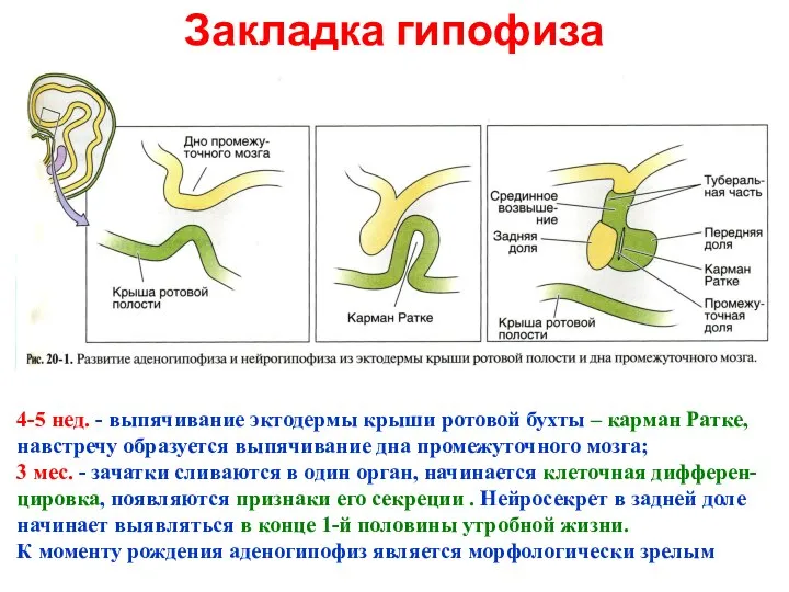 Закладка гипофиза 4-5 нед. - выпячивание эктодермы крыши ротовой бухты – карман