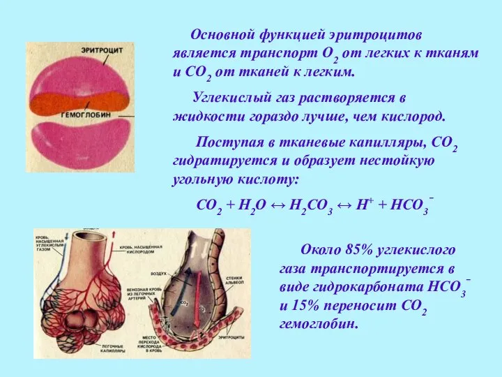 Основной функцией эритроцитов является транспорт О2 от легких к тканям и СО2