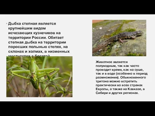 Дыбка степная является крупнейшим видом исчезающих кузнечиков на территории России. Обитает степная