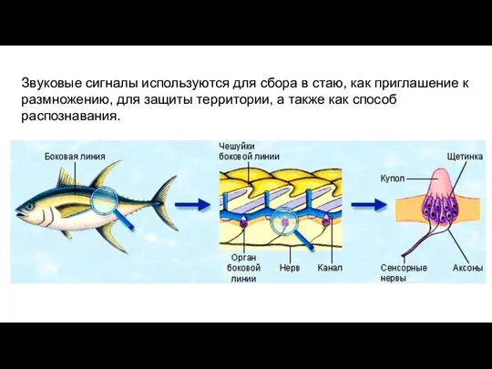 Звуковые сигналы используются для сбора в стаю, как приглашение к размножению, для