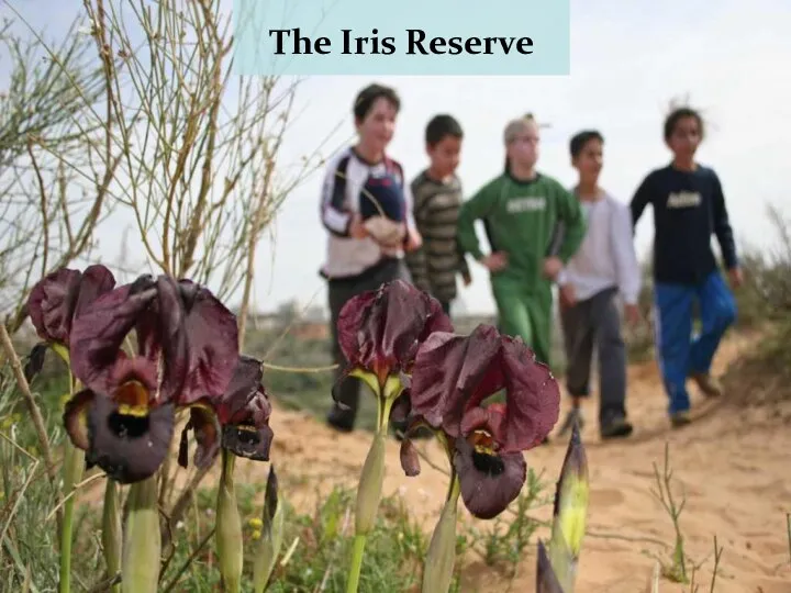 The Iris Reserve