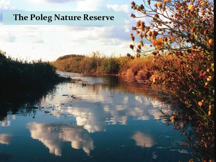 The Poleg Nature Reserve