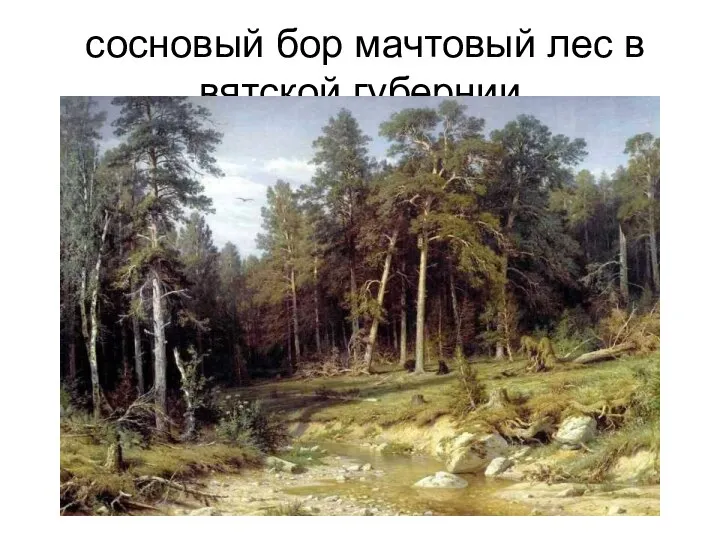 сосновый бор мачтовый лес в вятской губернии