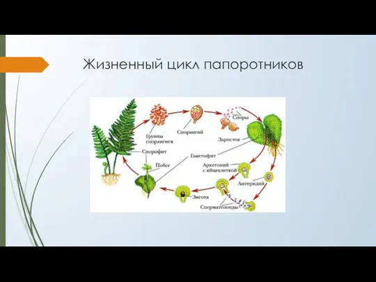 Жизненный цикл папоротников