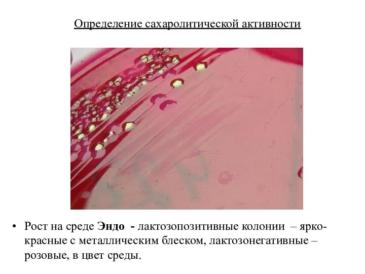 Определение сахаролитической активности Рост на среде Эндо - лактозопозитивные колонии – ярко-красные