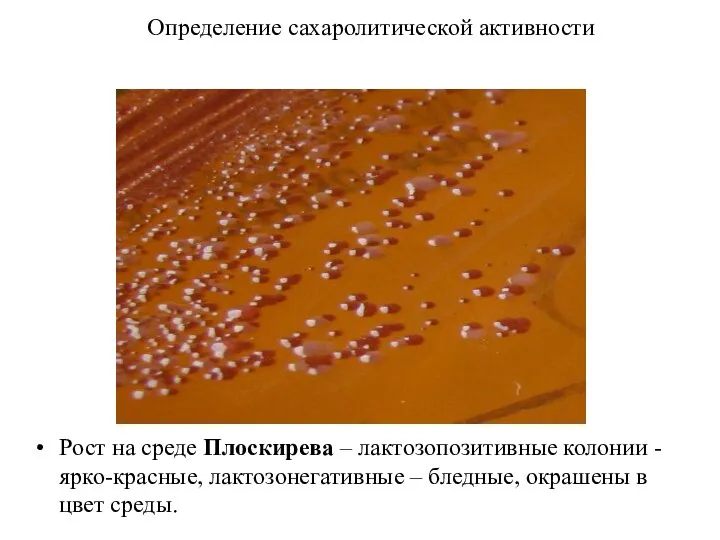 Определение сахаролитической активности Рост на среде Плоскирева – лактозопозитивные колонии - ярко-красные,