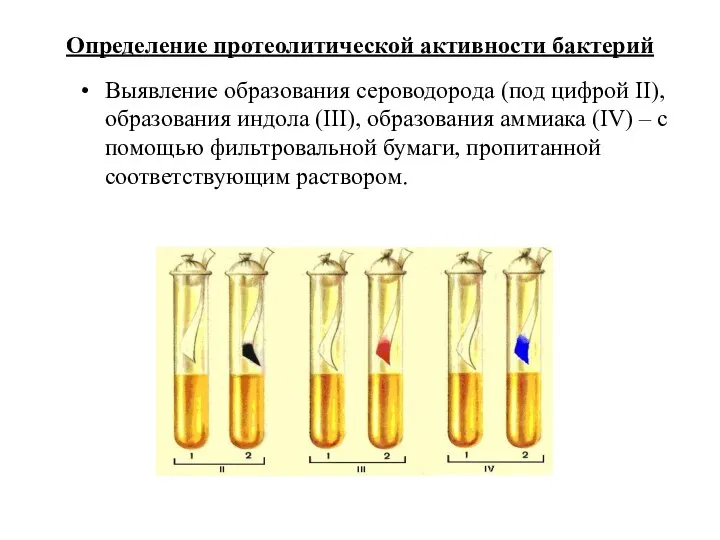 Определение протеолитической активности бактерий Выявление образования сероводорода (под цифрой II), образования индола