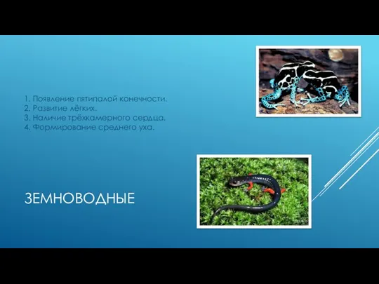 ЗЕМНОВОДНЫЕ 1. Появление пятипалой конечности. 2. Развитие лёгких. 3. Наличие трёхкамерного сердца. 4. Формирование среднего уха.