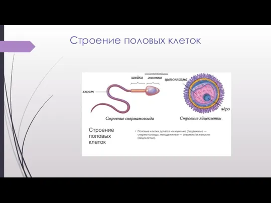 Строение половых клеток