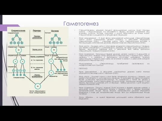 Гаметогенез Сперматогенезом называют процесс формирования мужских гамет (половых клеток) - сперматозоидов. Он