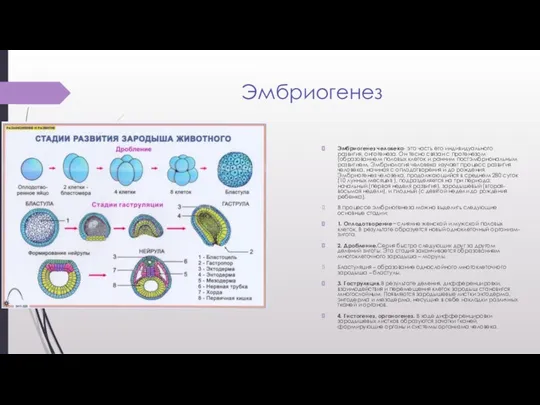 Эмбриогенез Эмбриогенез человека- это часть его индивидуального развития, онтогенеза. Он тесно связан