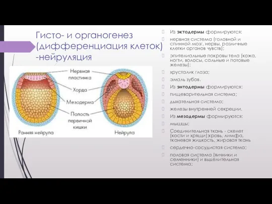 Гисто- и органогенез (дифференциация клеток) -нейруляция Из эктодермы формируются: нервная система (головной