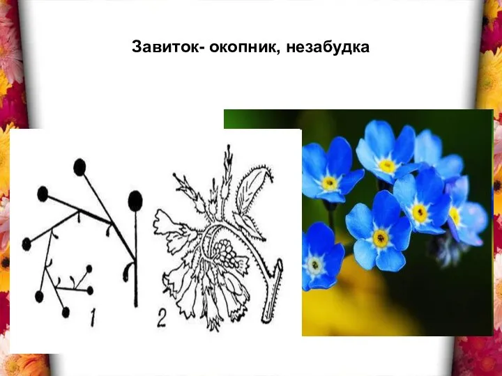 Завиток- окопник, незабудка